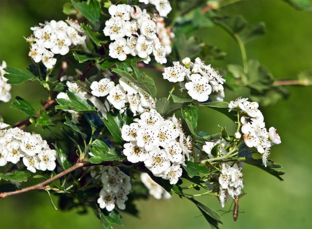 Hawthorn | Uses, Medicinal Properties &amp; Nutrition | Britannica