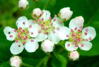 My Nature Photography: Hawthorn Flowers