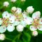 My Nature Photography: Hawthorn Flowers