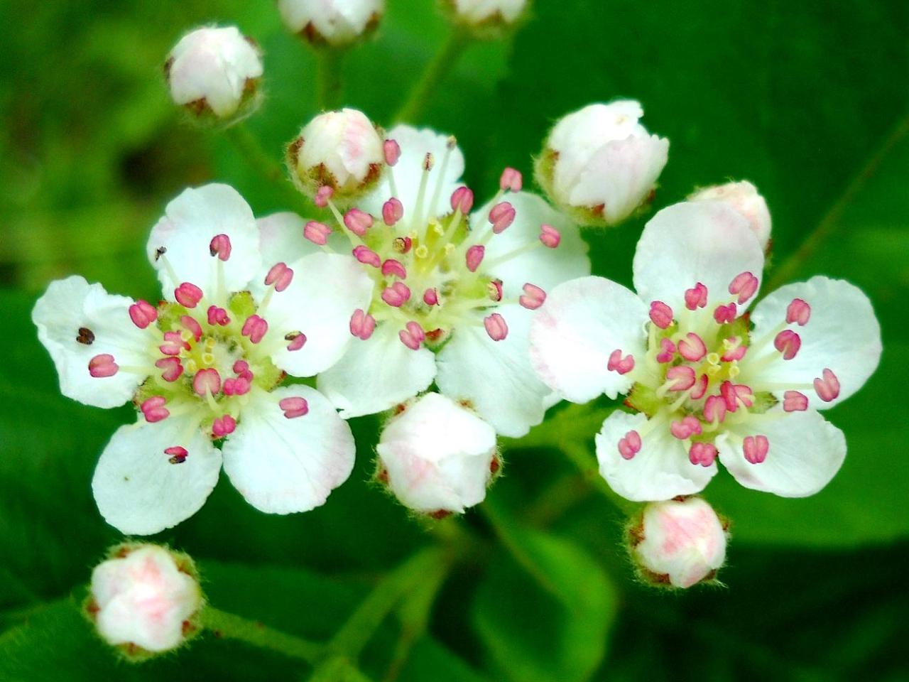 My Nature Photography: Hawthorn Flowers