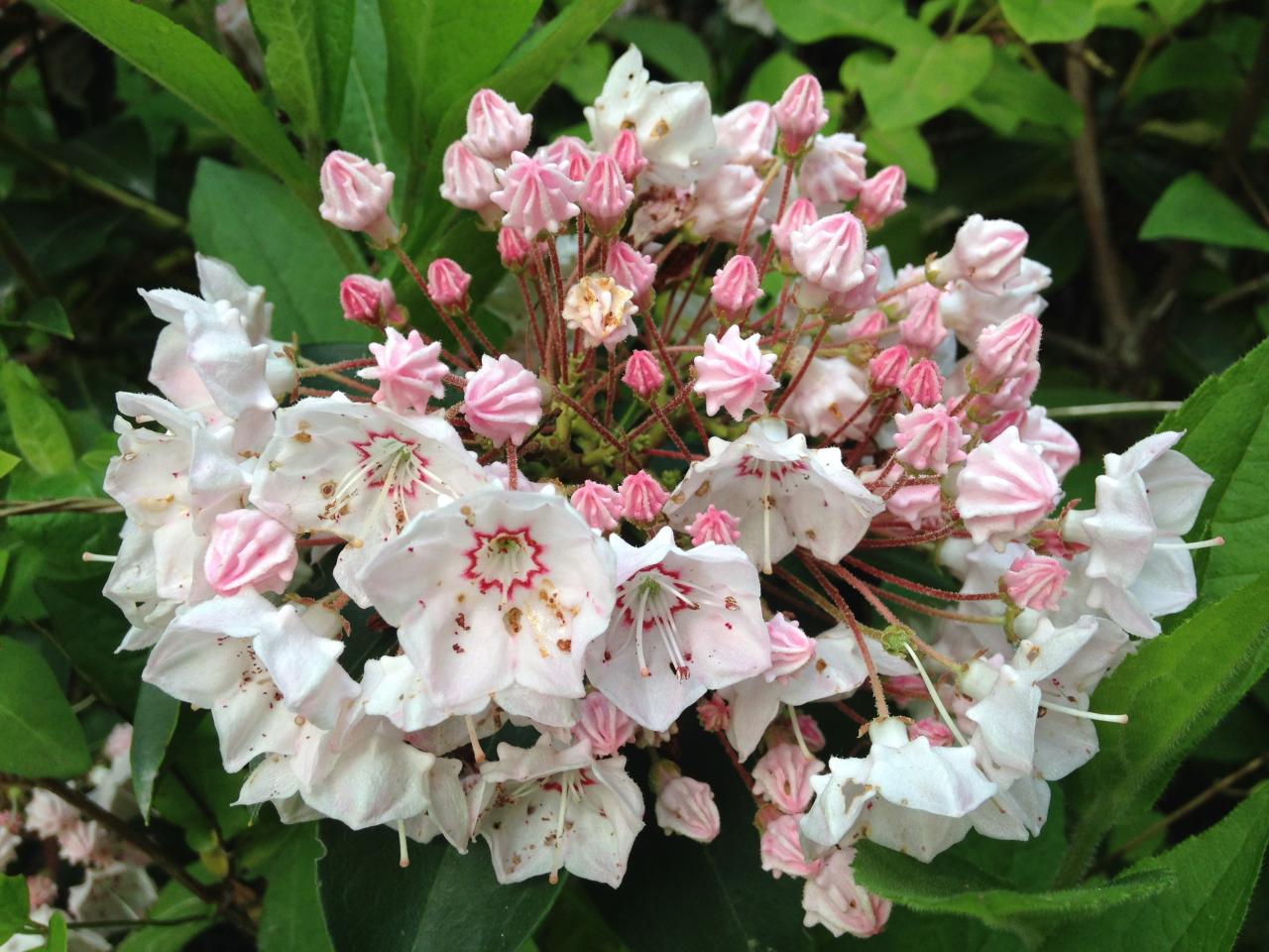 The Magnificent Mountain Laurel — In Defense of Plants