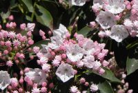 Mountain Laurel | Nature Photo Gallery