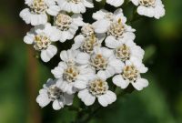 Yarrow Extract 20:1 (Achillea millefolium) – Natural Alchemy