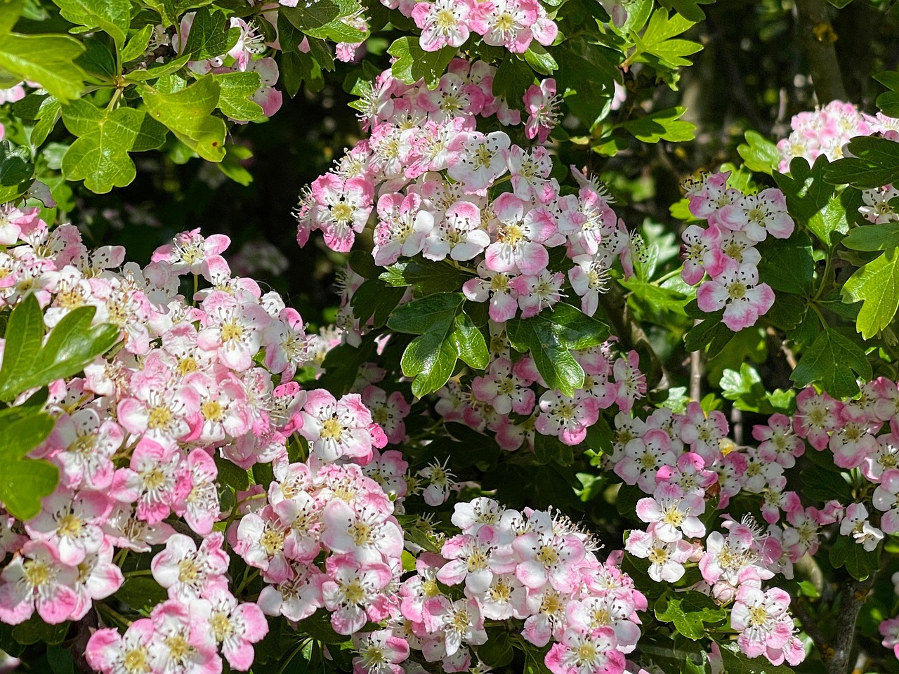 Hawthorn Flowers Pink - Free photo on Pixabay - Pixabay