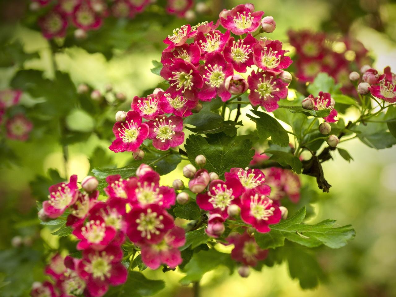 What Does A Hawthorn Flower Look Like at Armando Jackson blog