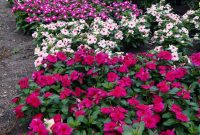 Vinca | UMN Extension