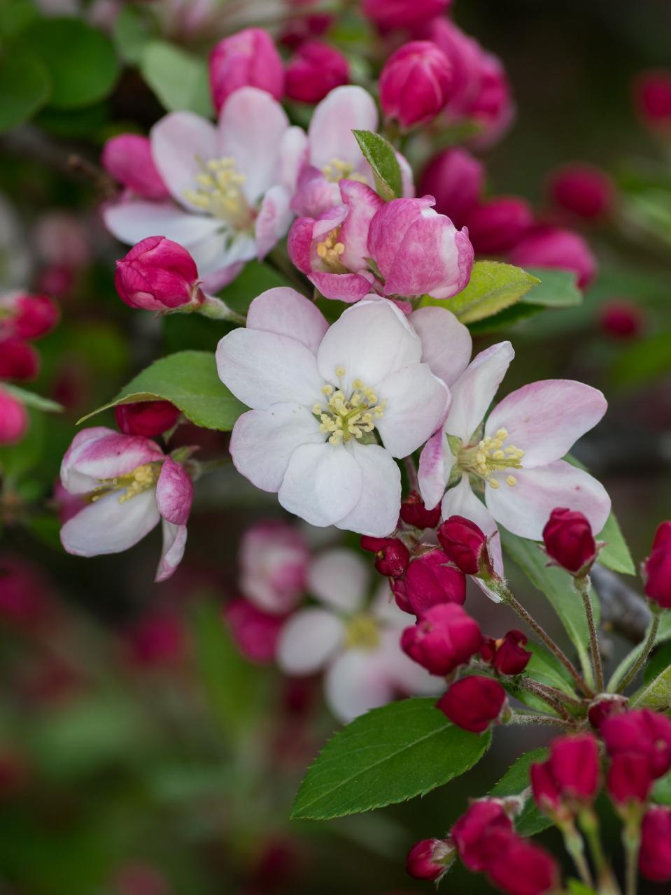 Apple blossom | Apple blossom flower, Apple flowers, Flowers photography