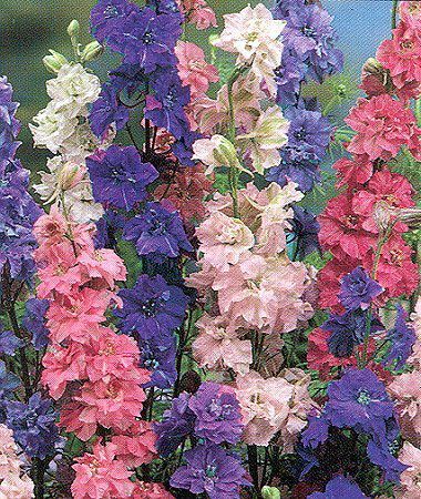 Delphinium Flower