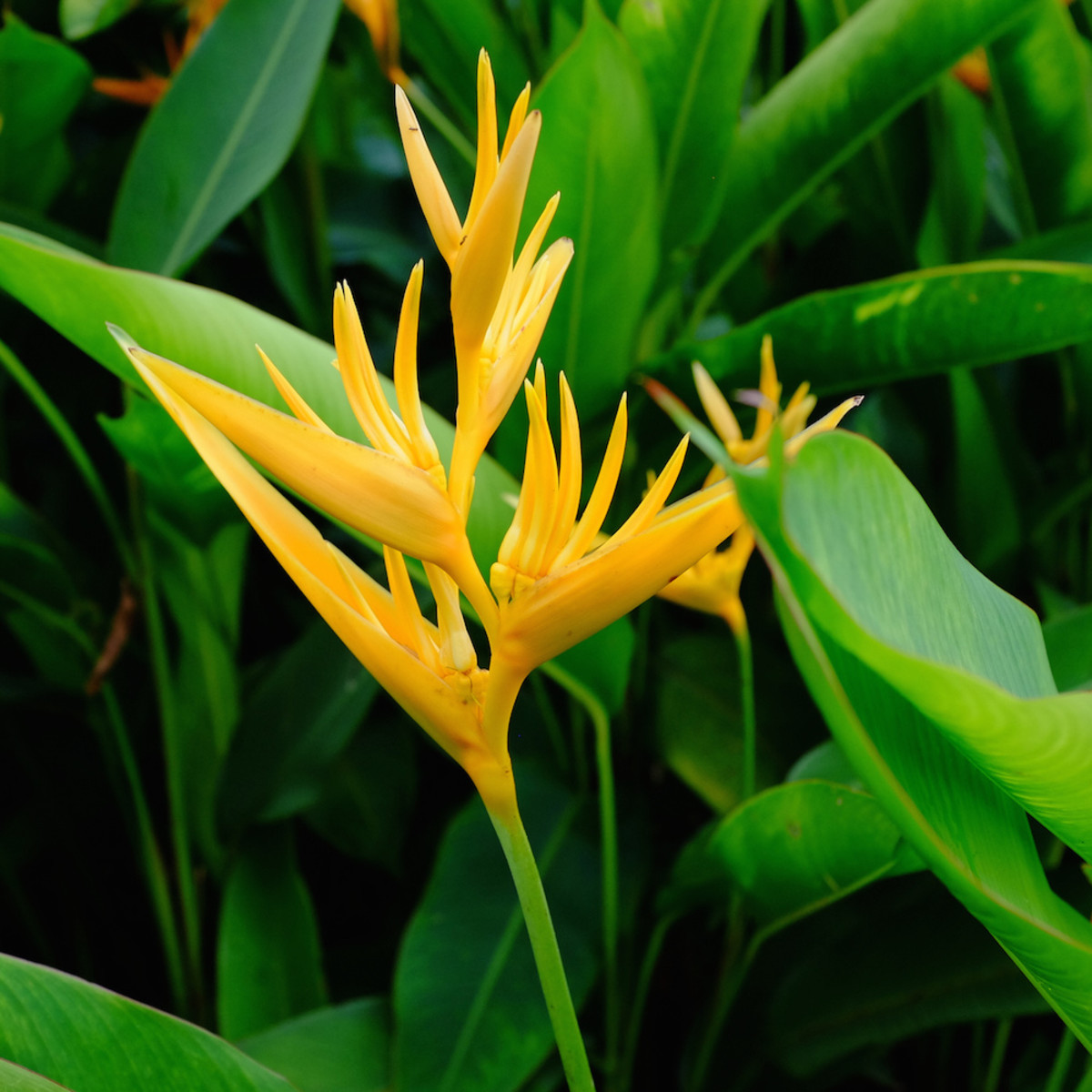How To Grow Heliconias | HubPages