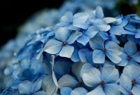 How to Grow and Care for Lacecap Hydrangea