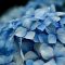 How to Grow and Care for Lacecap Hydrangea