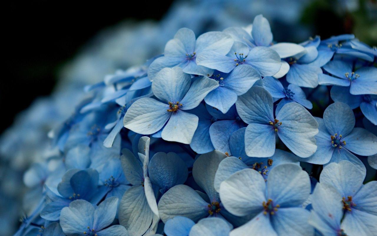How to Grow and Care for Lacecap Hydrangea