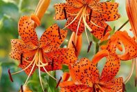 Tiger Lilly | Tiger lily flowers, Tiger lily plant, Lily garden