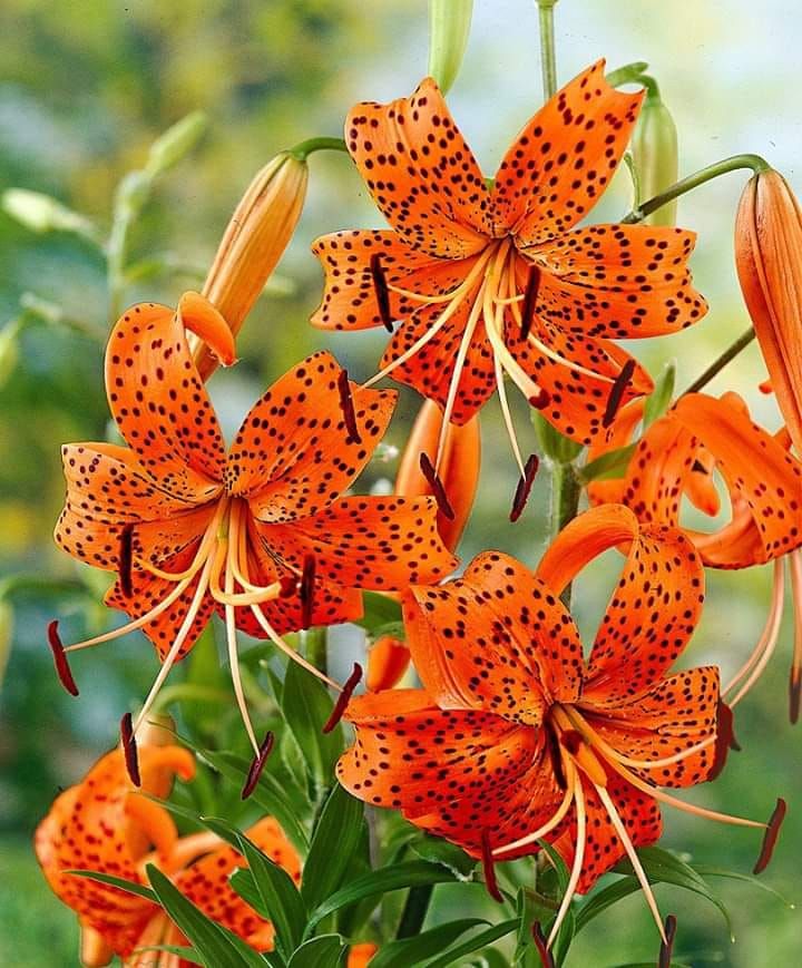 Tiger Lilly | Tiger lily flowers, Tiger lily plant, Lily garden