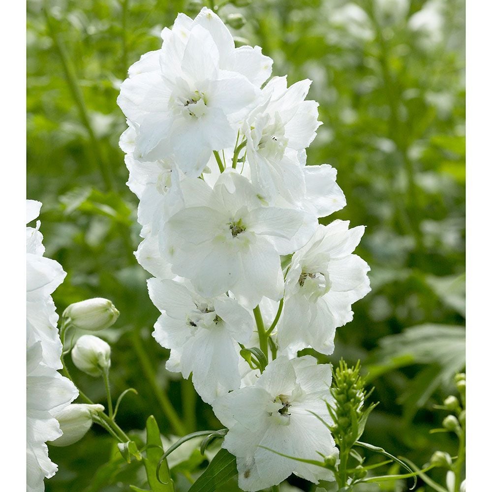 Delphinium Flower Varieties | White Flower Farm