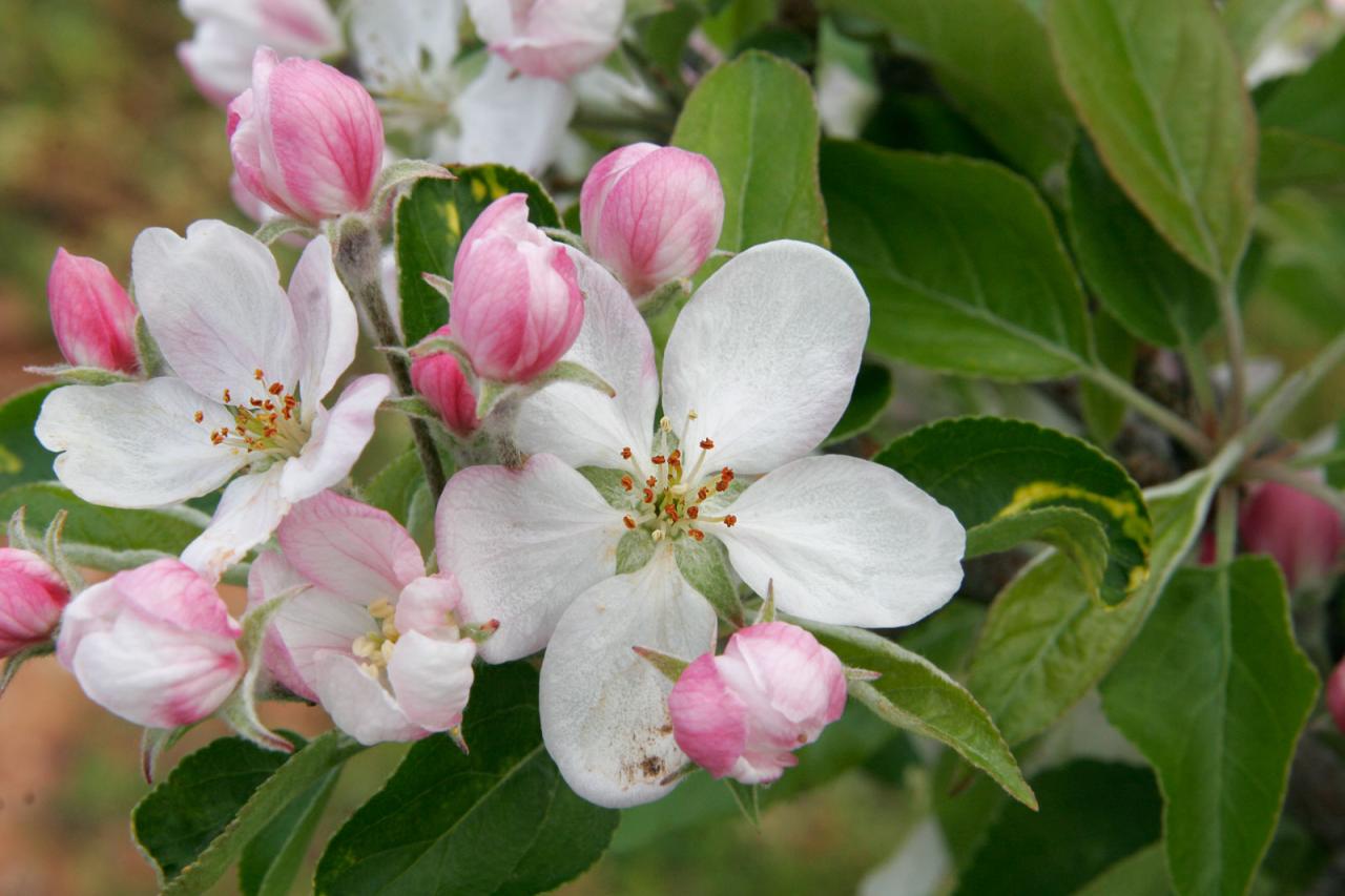 18 Facts About Apple Blossoms - Facts.net