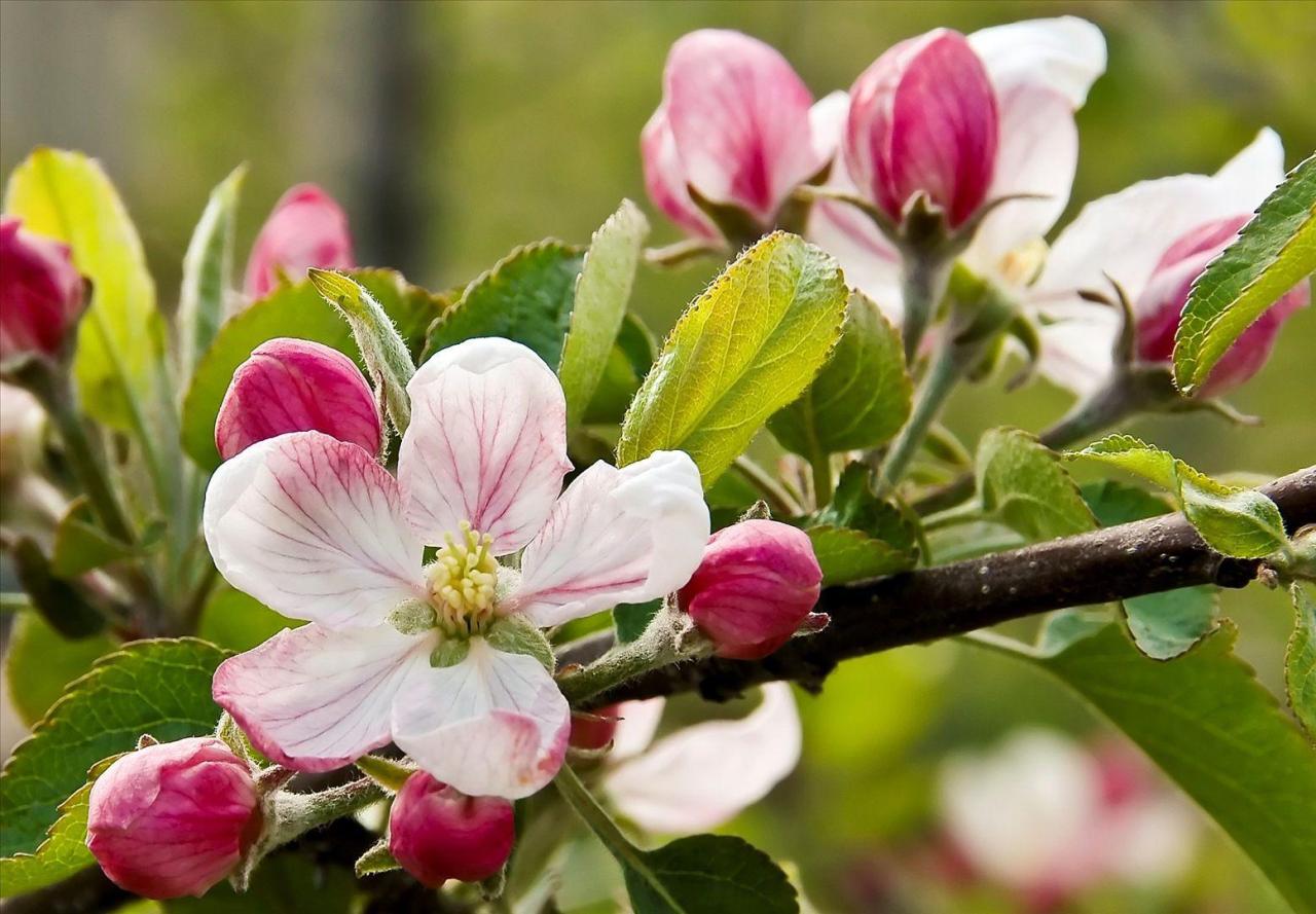 Apple Blossom Wallpapers - Top Free Apple Blossom Backgrounds ...