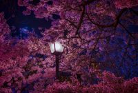 Cherry Blossom Wallpapers HD - Wallpaper Cave
