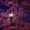 Cherry Blossom Wallpapers HD - Wallpaper Cave