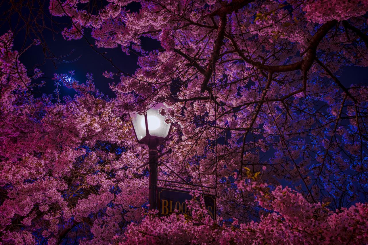 Cherry Blossom Wallpapers HD - Wallpaper Cave