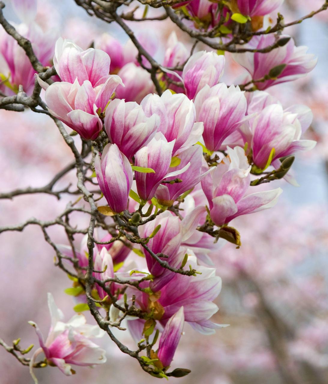 Magnolia Tree Wallpapers - Top Free Magnolia Tree Backgrounds ...
