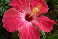 Hibiscus Flower Wallpapers - Wallpaper Cave