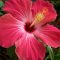 Hibiscus Flower Wallpapers - Wallpaper Cave