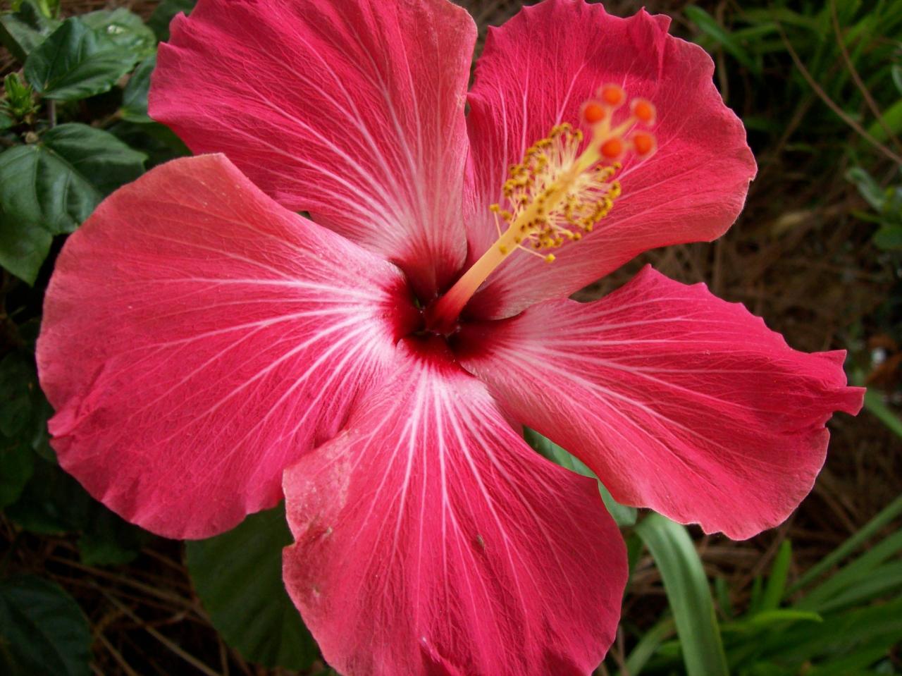 Hibiscus Flower Wallpapers - Wallpaper Cave