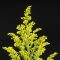 A Solidaster Solidaster Luteus Photograph by Joel Sartore
