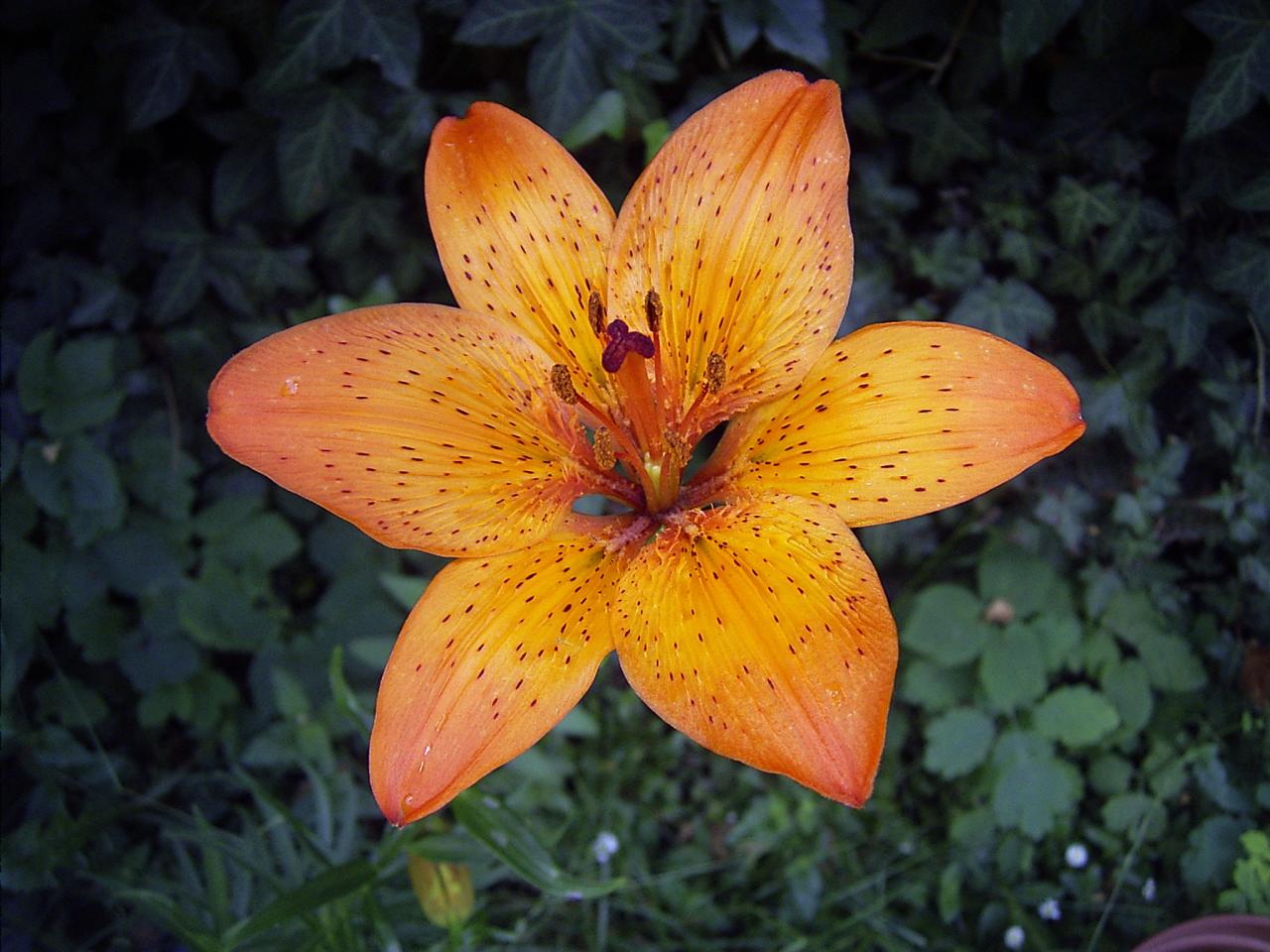 Tiger Lily Wallpaper ·① WallpaperTag