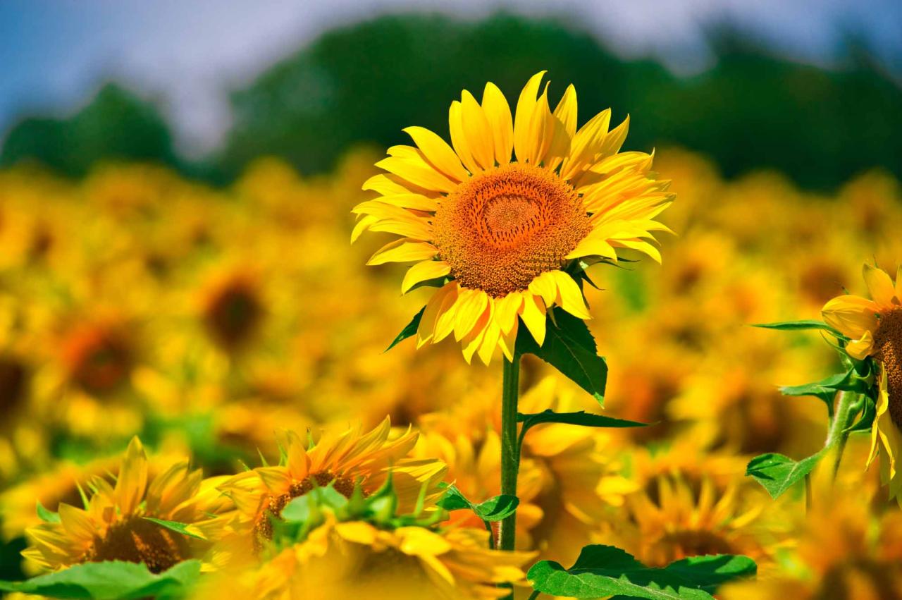 Blooming sunflower garden during daytime HD wallpaper | Wallpaper Flare