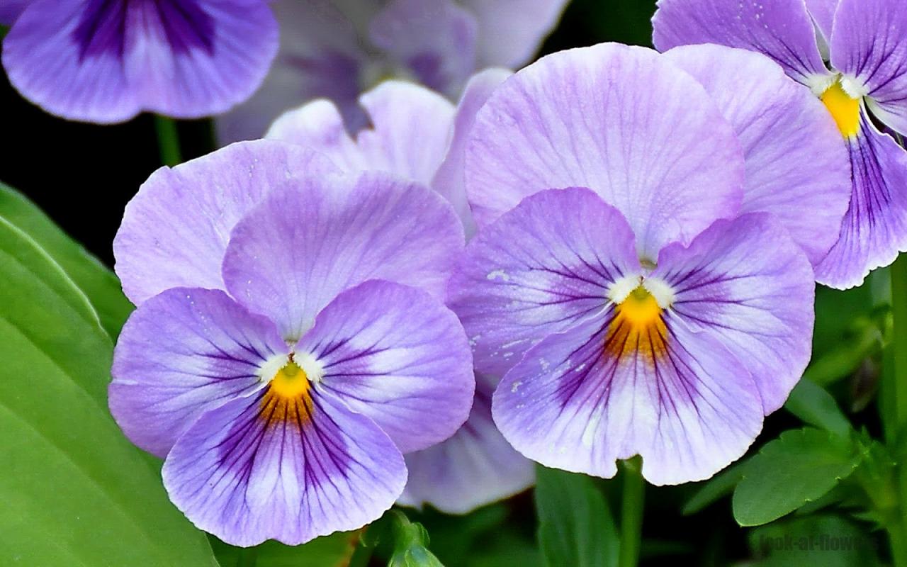 Pansy flower|Pictures of flowers