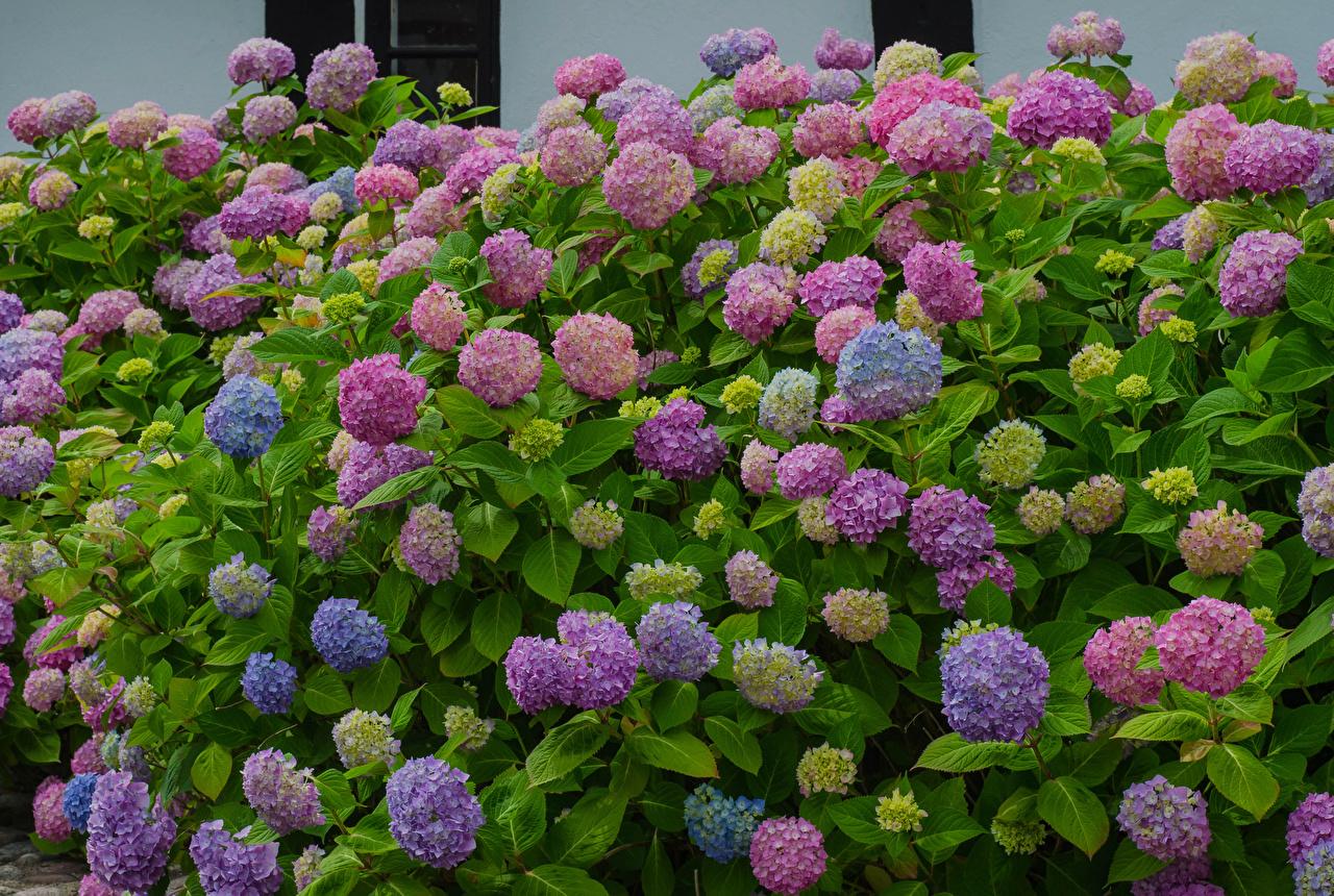 Hydrangea - The Flower Express