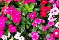 Vinca Flower Garden Seeds - Pacifica XP Series - Color Mix - 1000 Seeds ...