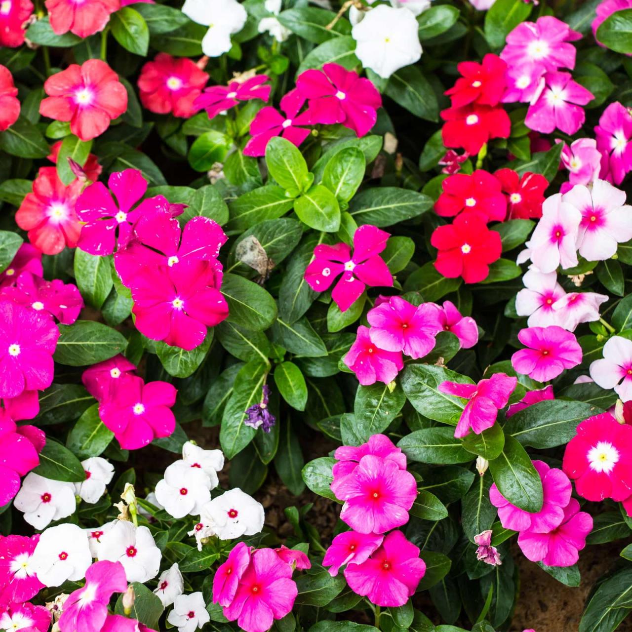 Vinca Flower Garden Seeds - Pacifica XP Series - Color Mix - 1000 Seeds ...