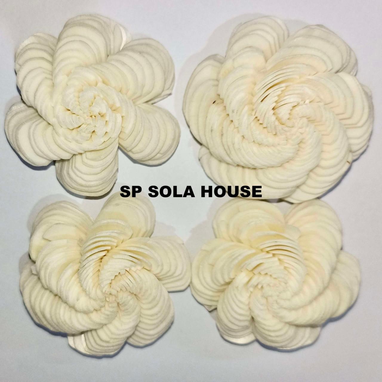 Aster - Sola Flower Export