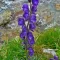 Wolfsbane (Aconitum) - Flower Meaning, Symbolism and Uses – A to Z Flowers