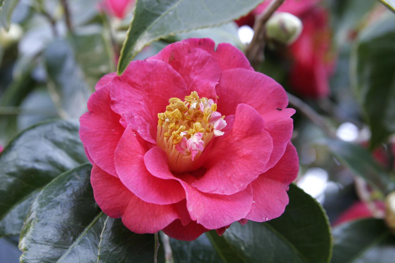 Flower Homes: Camellia Flowers