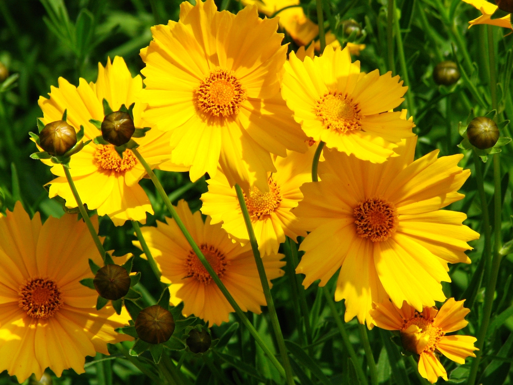 Coreopsis grandiflora (Common Coreopsis, Large Flower Tickseed ...
