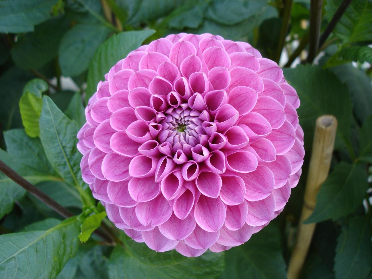 Dahlia (Dahlia) – A to Z Flowers