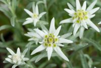 Edelweiss Flower Meaning | Best Flower Site