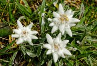 Edelweiss Flower Meaning - Flower Meaning