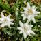 Edelweiss Flower Meaning - Flower Meaning