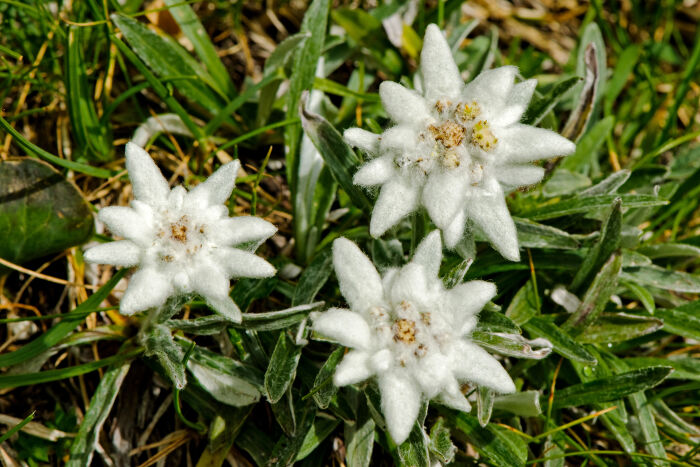 Edelweiss Flower Meaning - Flower Meaning