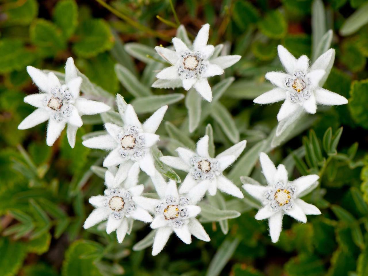 Edelweiss Flower Seeds | Best Flower Site