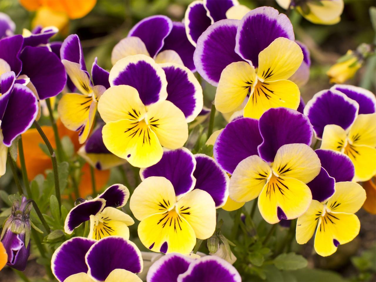 Yellow Pansy Flower
