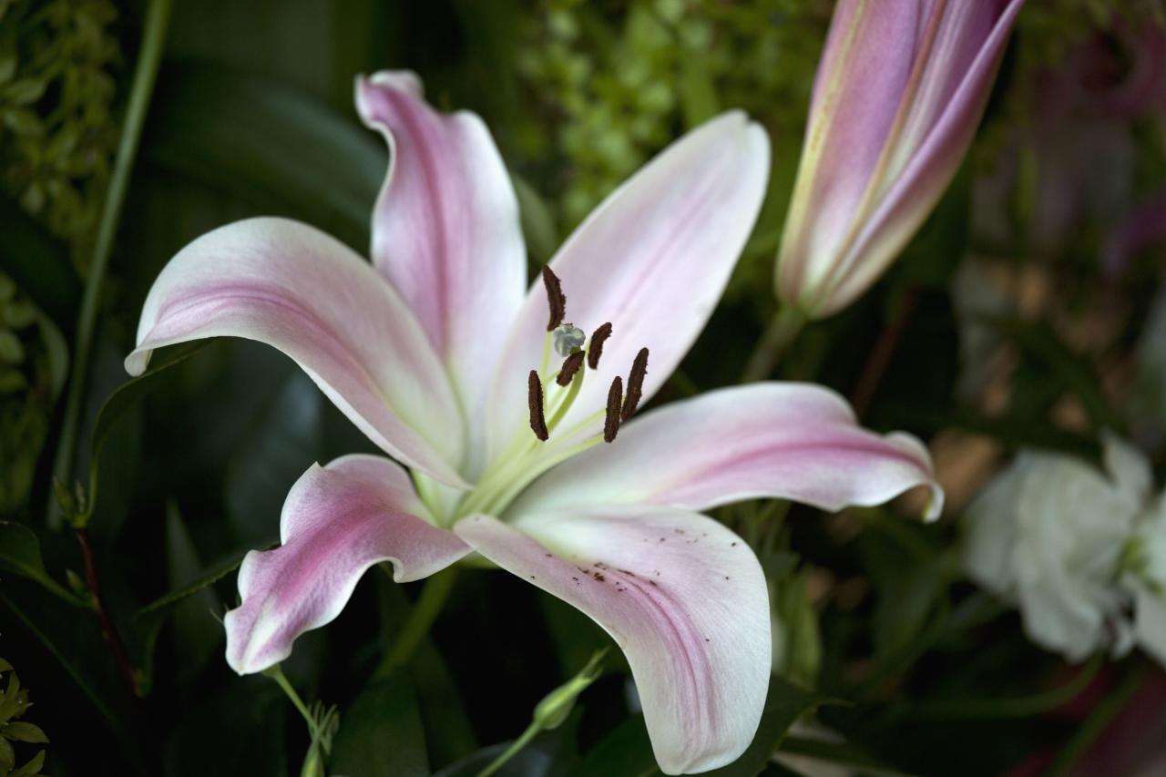 9 Types of Garden Lilies to Grow in Your Garden