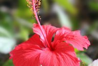 File:Hibiscus flower TZ.jpg - Wikimedia Commons