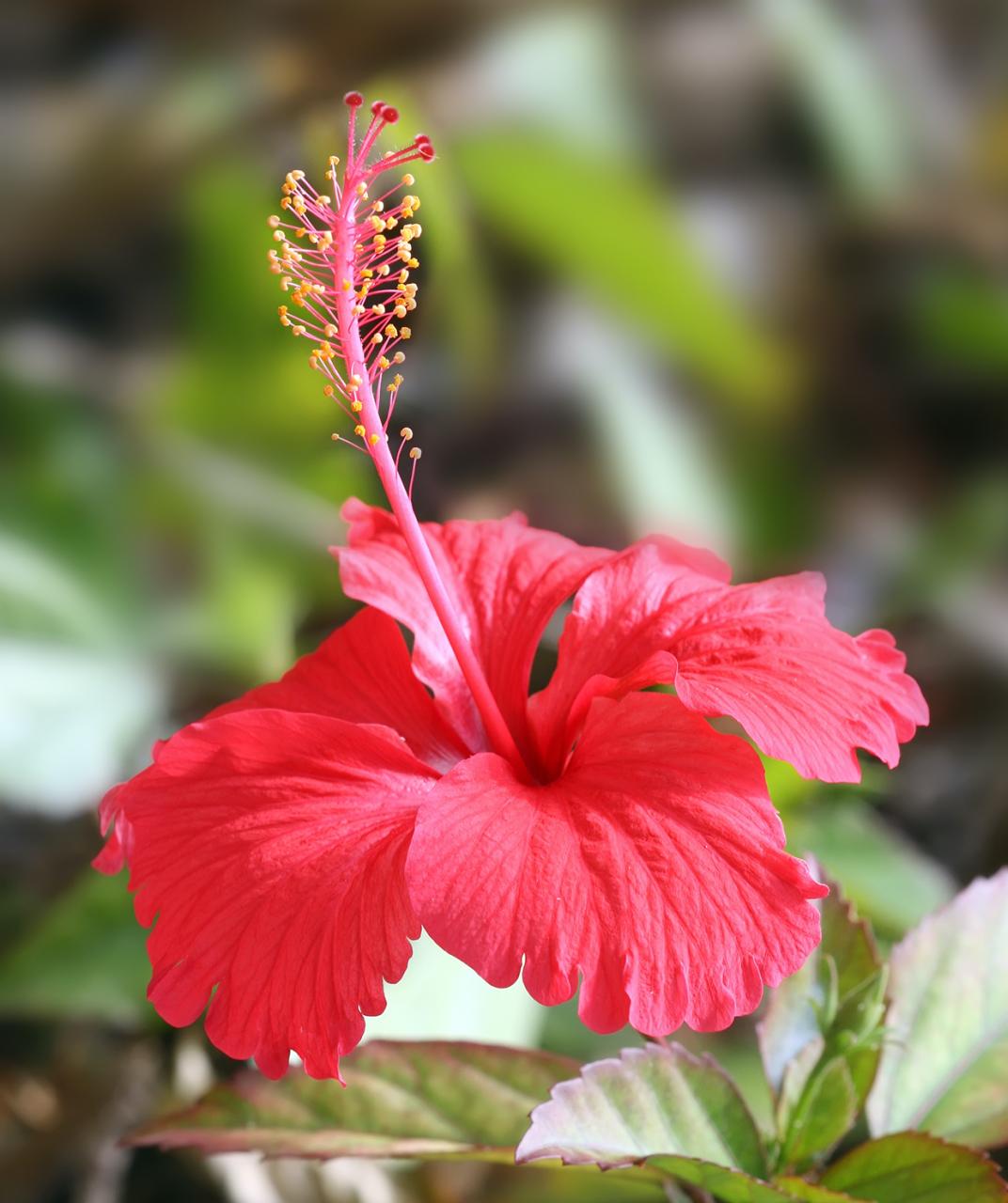 File:Hibiscus flower TZ.jpg - Wikimedia Commons