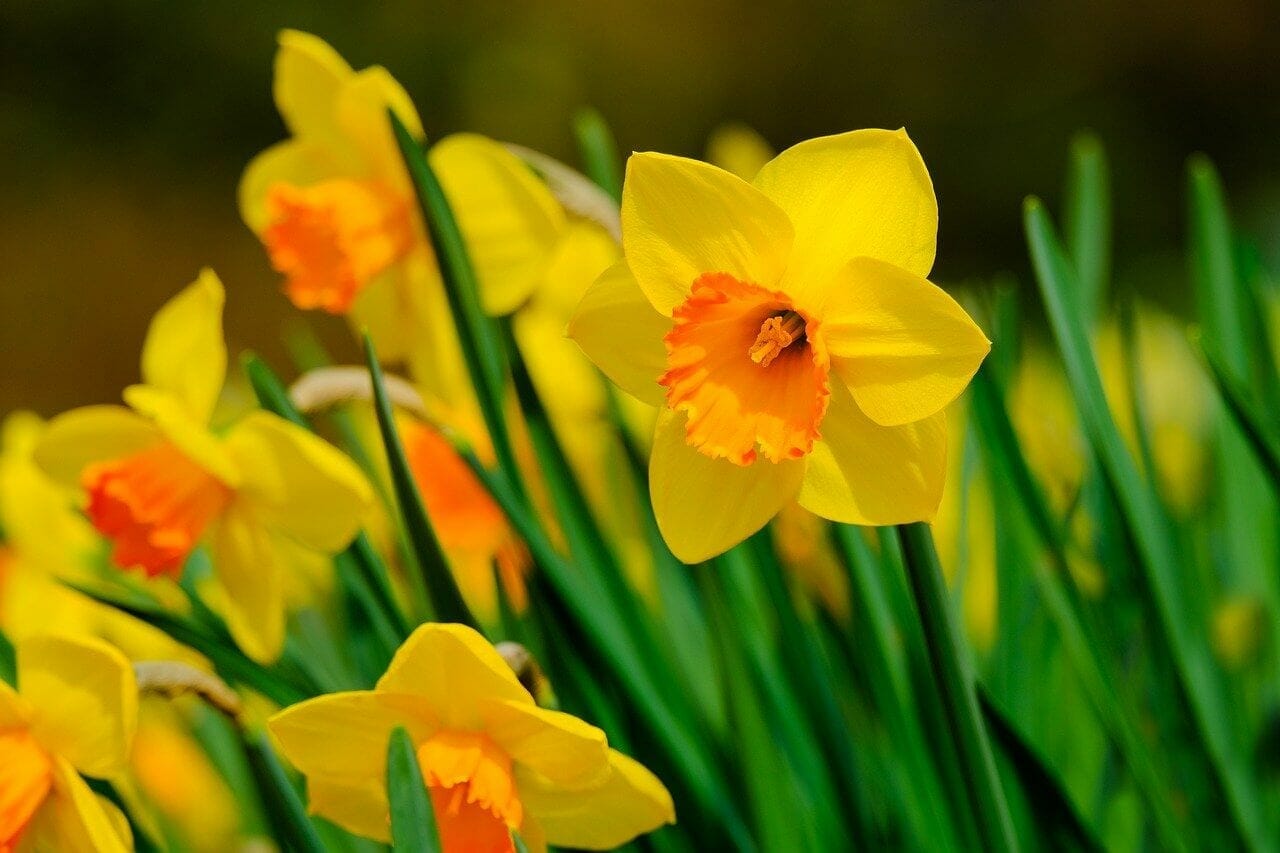 Ultimate Guide to the Narcissus Flower Meaning &amp; Symbolism - Petal Republic